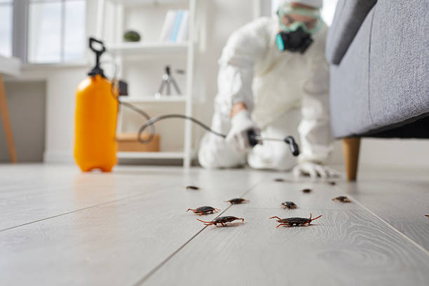 Trusted Termite Control service in Akwesasne, NY - Nex Pest Control